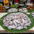 Fresh Market Maanthal Squid - OCK Kerala Market Seafood